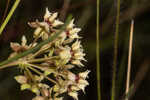 Southern milkweed